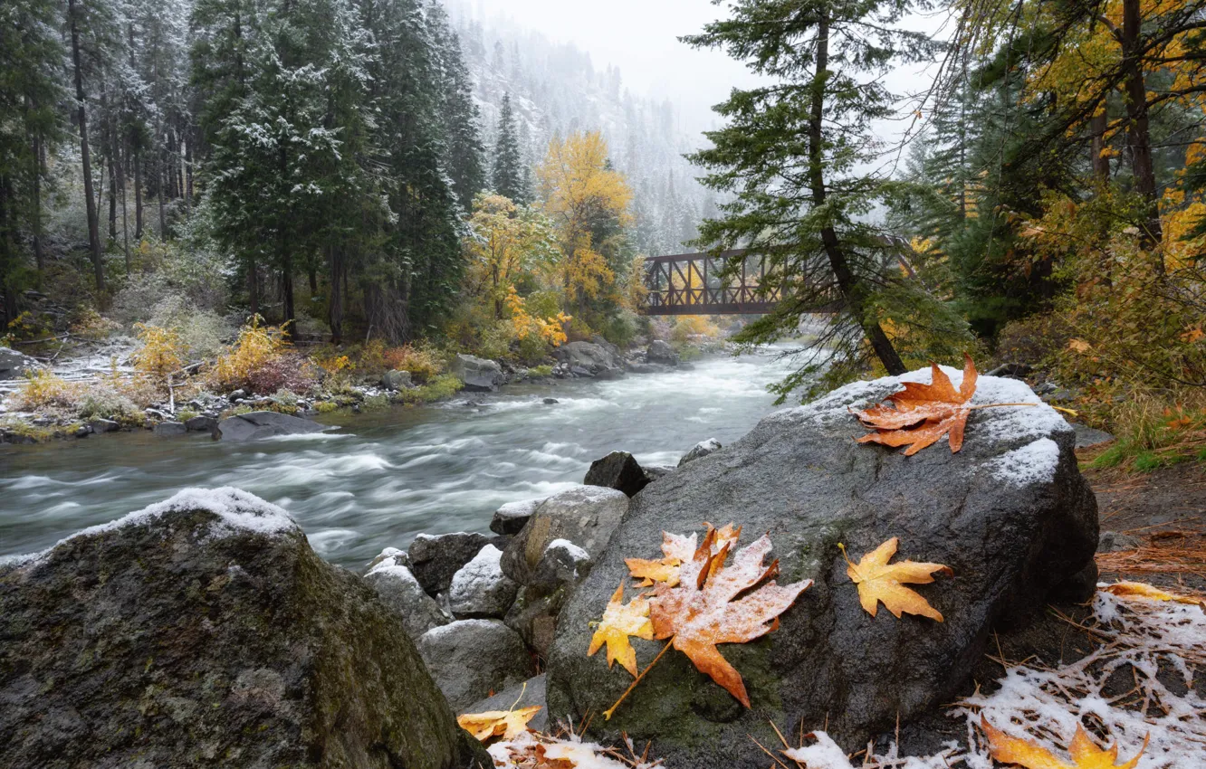 Photo wallpaper frost, leaves, snow, trees, bridge, river, stones, shore