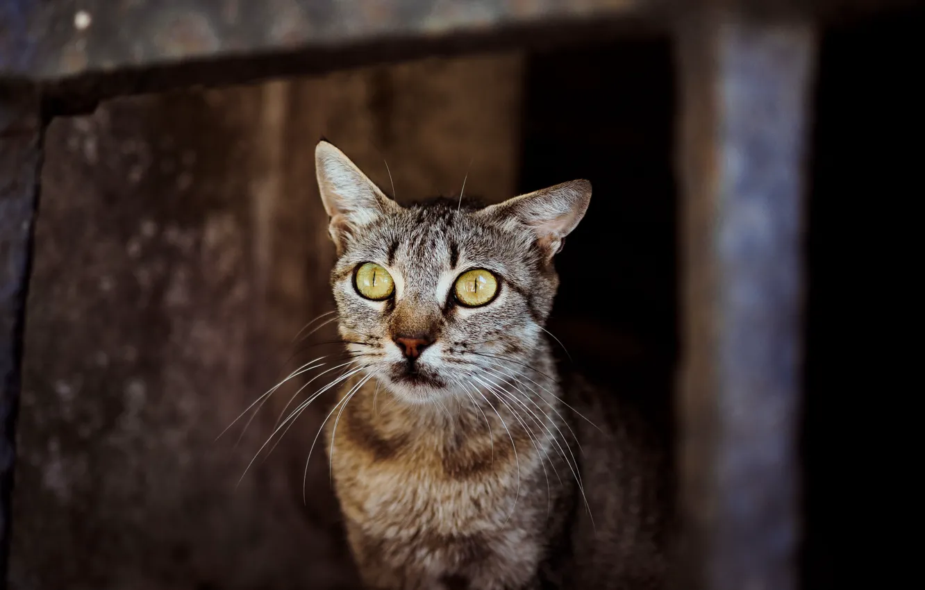 Photo wallpaper cat, eyes, mustache