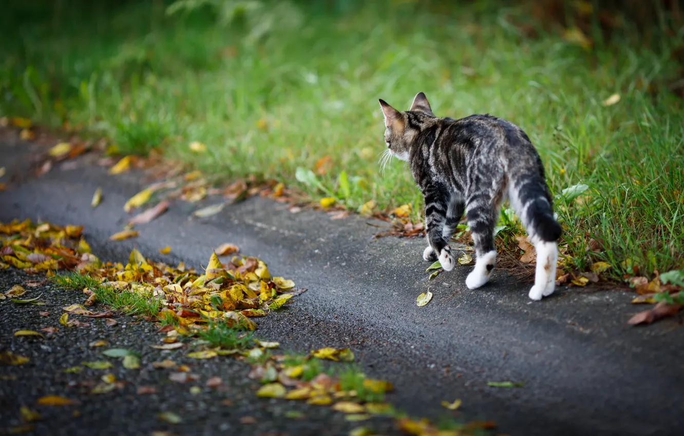 Photo wallpaper road, autumn, cat, cat, leaves, kitty, walk