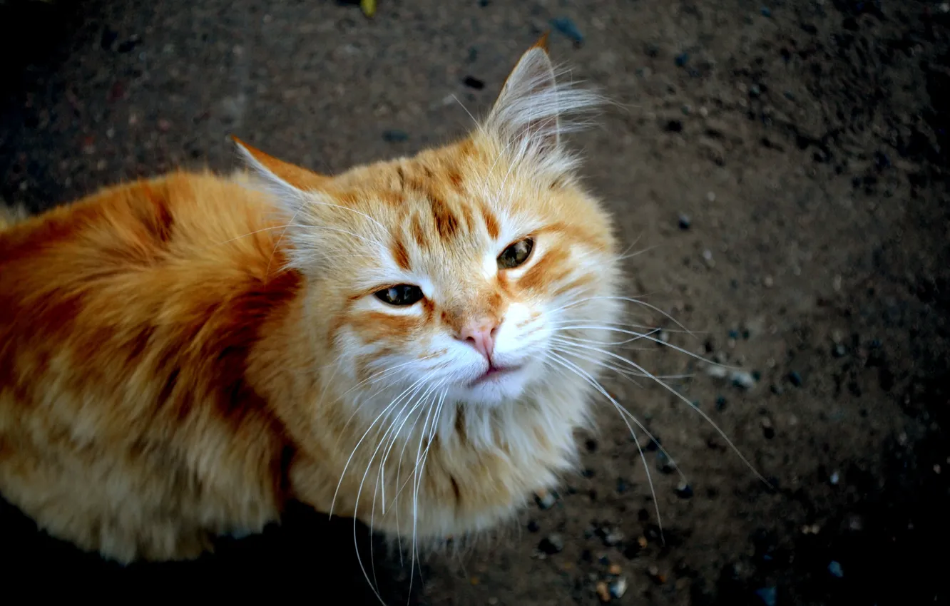 Photo wallpaper cat, dark, red
