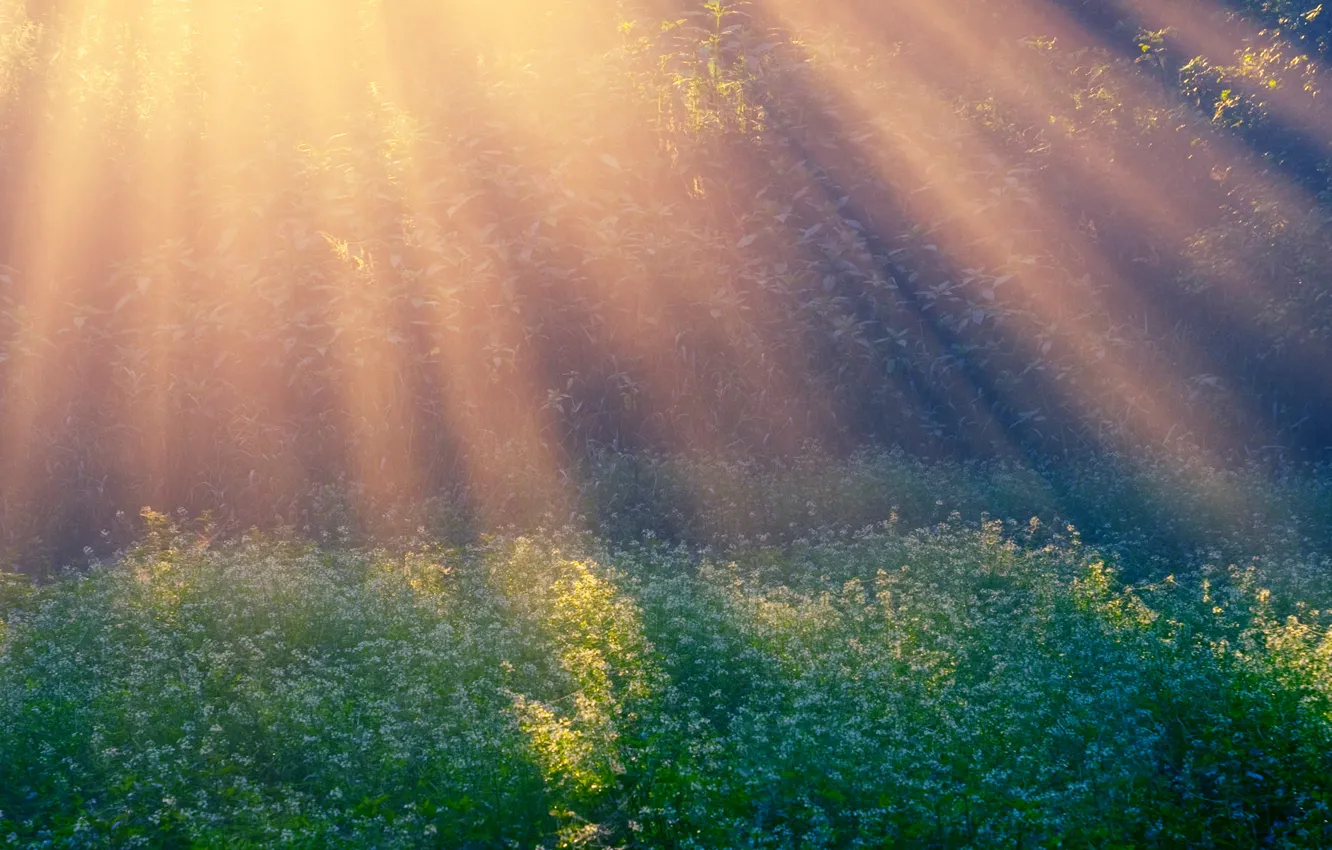 Photo wallpaper rays, glade, morning, Morning Sun