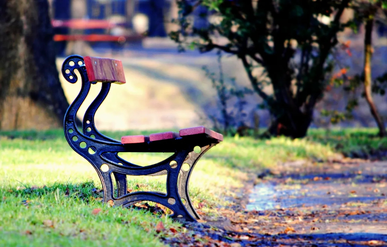Photo wallpaper greens, autumn, grass, leaves, trees, bench, Park, background