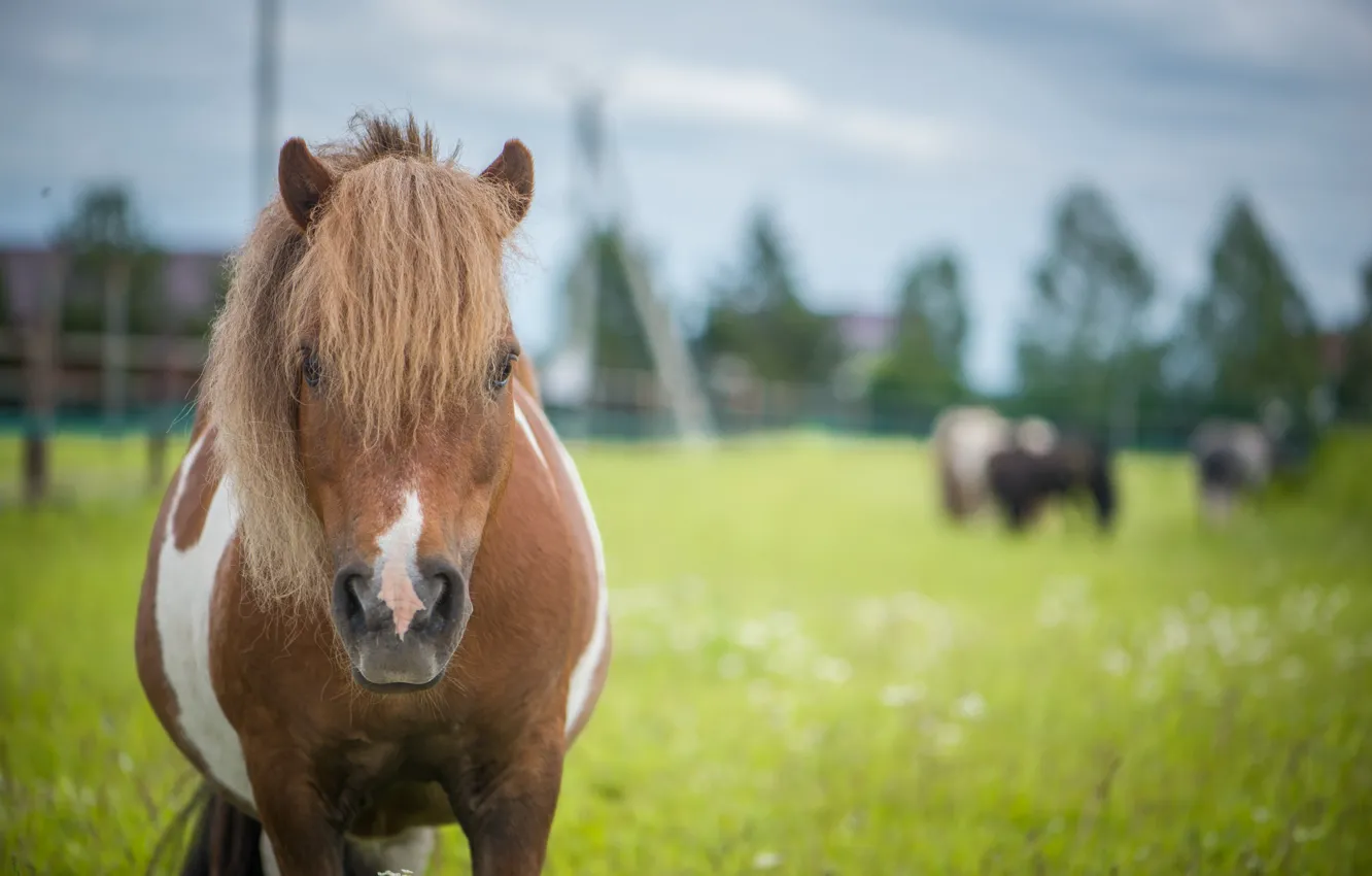 Photo wallpaper horse, pony, horses horses