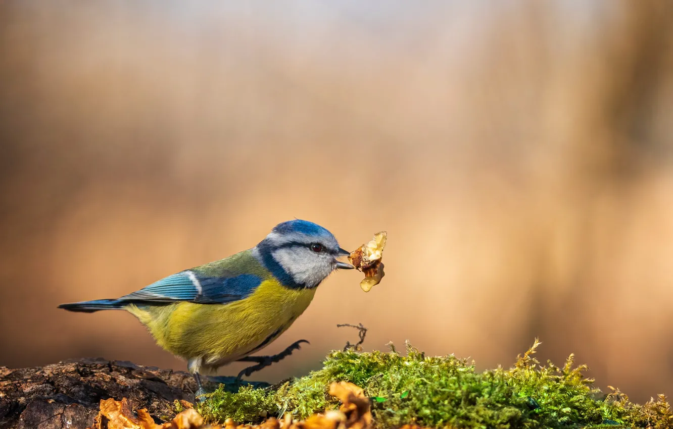 Photo wallpaper background, bird, moss, bark, bokeh, mining, tit