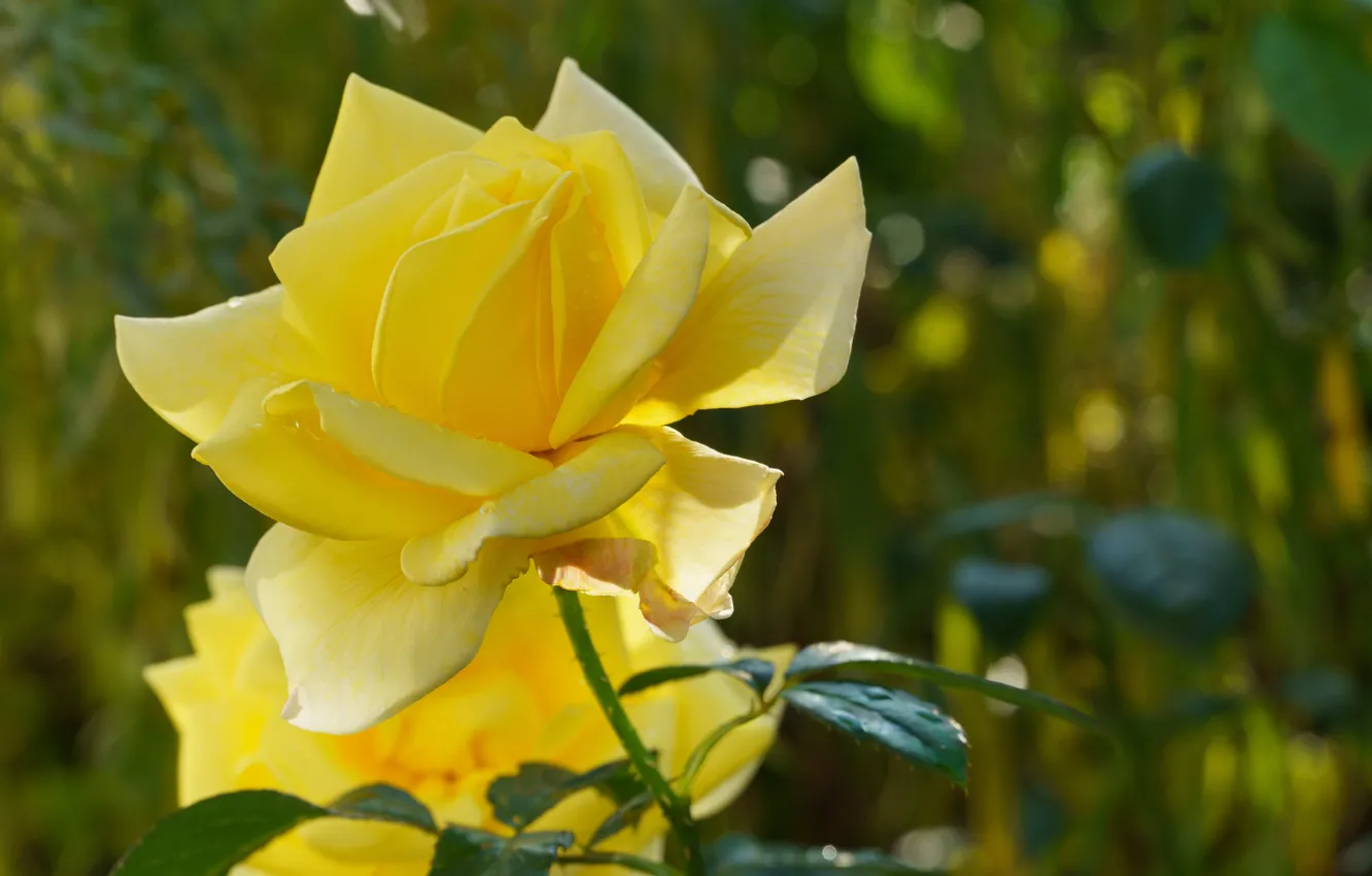 Photo wallpaper yellow, roses, buds, bokeh