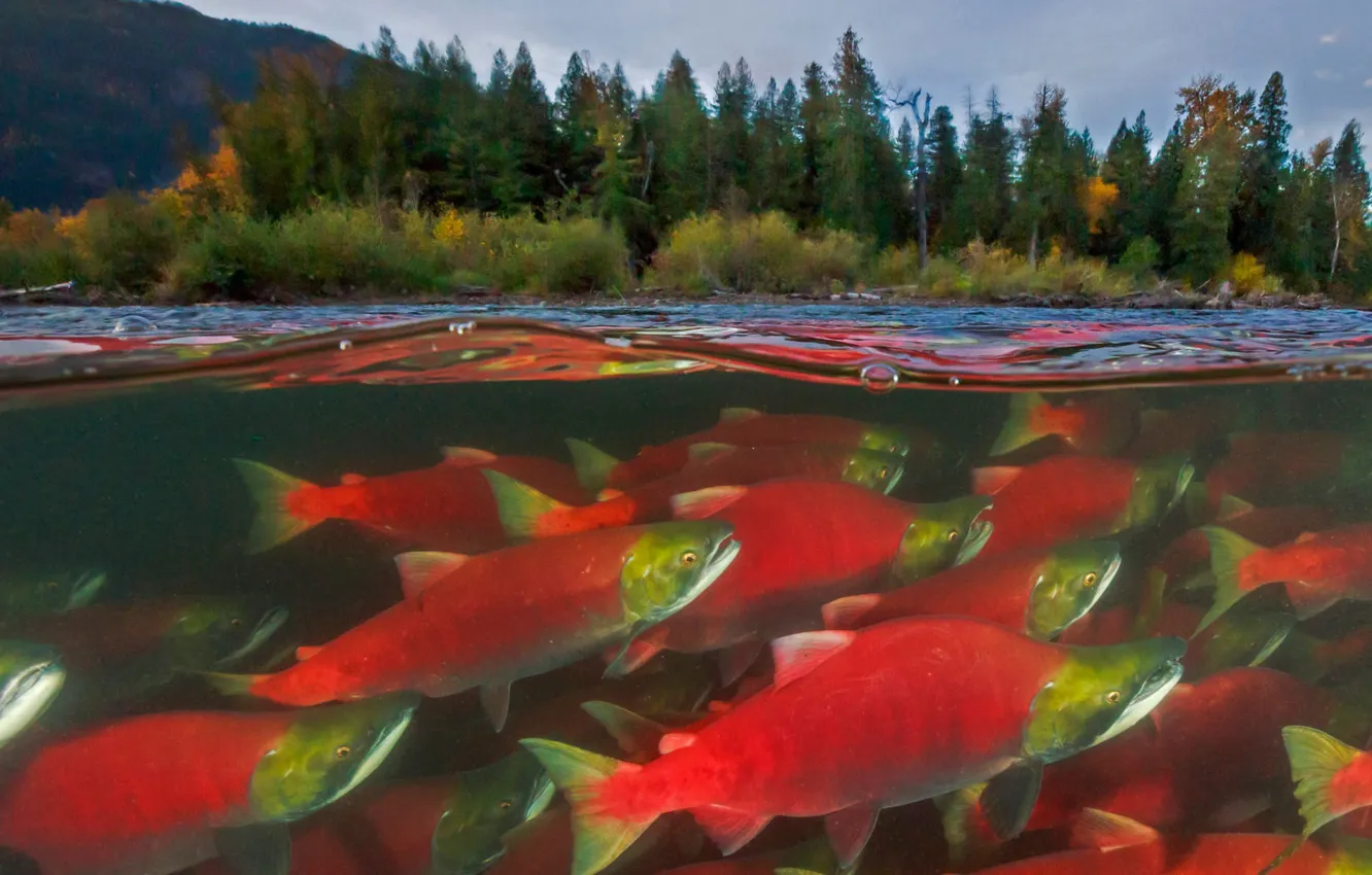 Photo wallpaper fish, Canada, salmon, British Columbia, river Adams, spawning