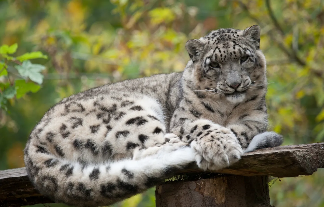 Photo wallpaper cat, stay, IRBIS, snow leopard