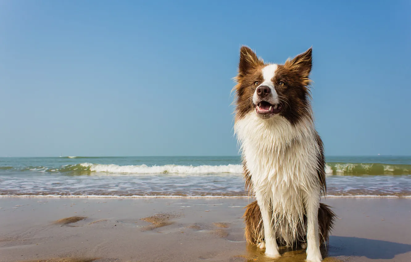 Photo wallpaper sea, wave, beach, wet, dog, horizon, white collar