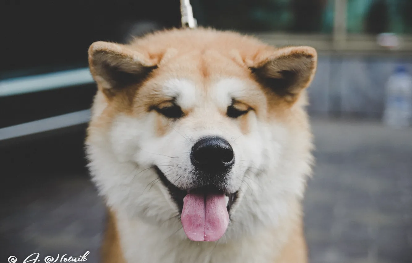 Photo wallpaper dog, Japanese Akita, dog Ulybka, Akita inu
