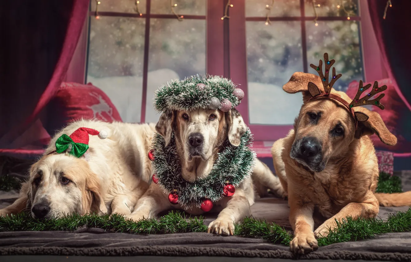 Photo wallpaper photo, Dogs, New year, Lies, Horns, Animals, Three, Paws