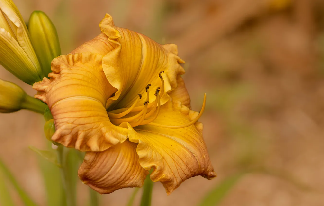 Photo wallpaper flowers, buds, daylilies