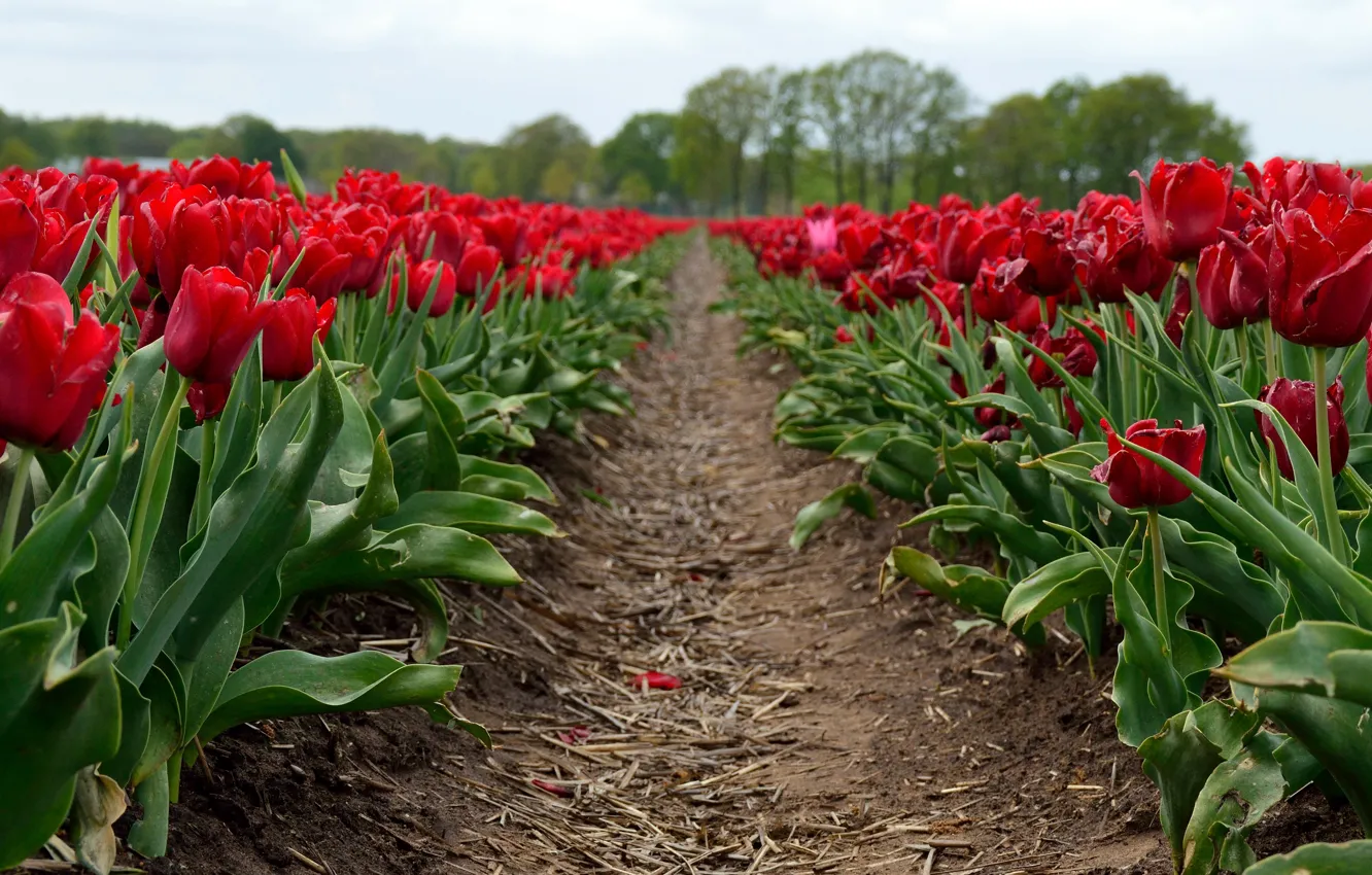 Photo wallpaper field, flowers, spring, tulips, red, straw, buds, path