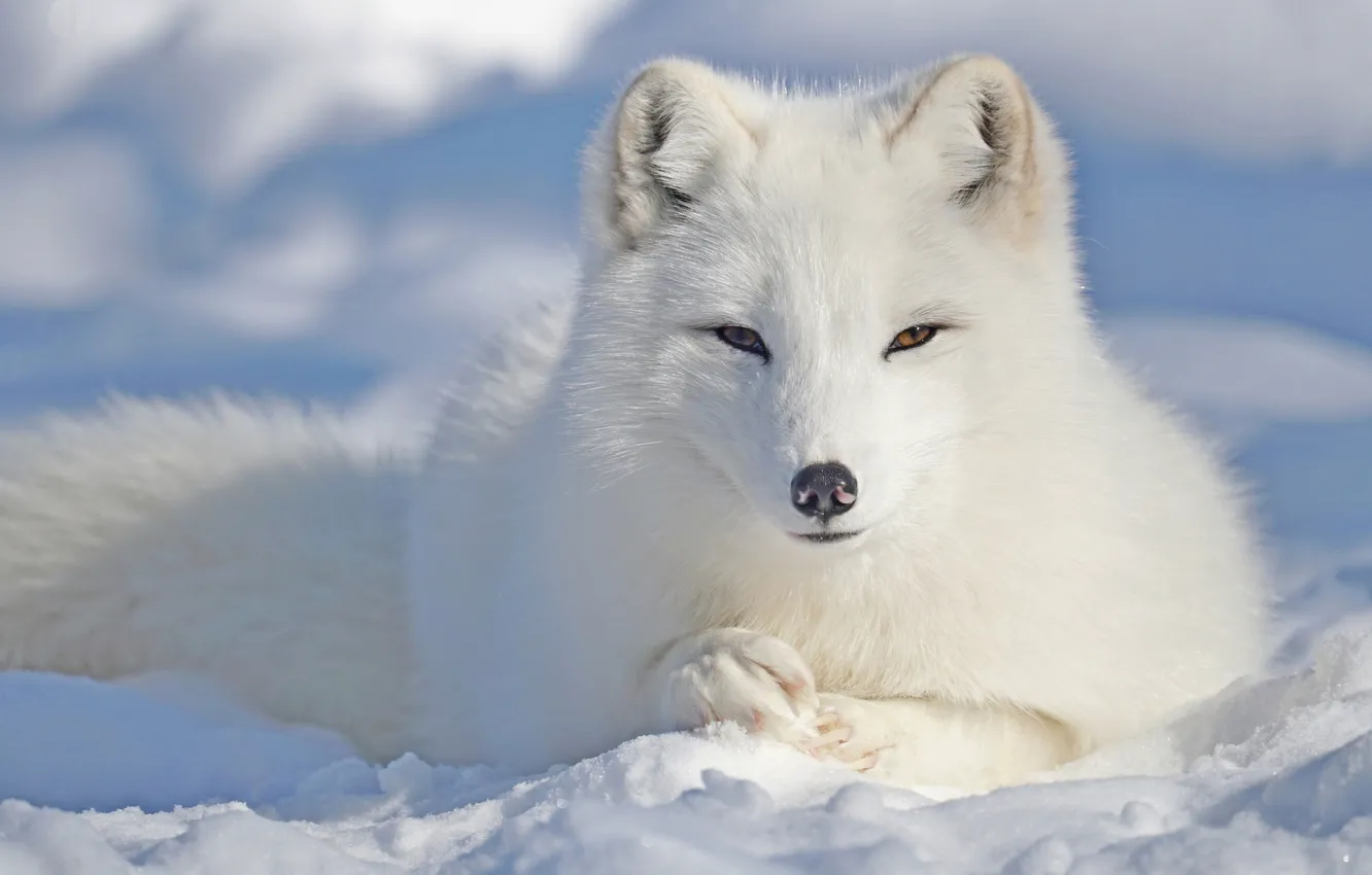 Photo wallpaper winter, white, eyes, look, face, snow, nature, pose