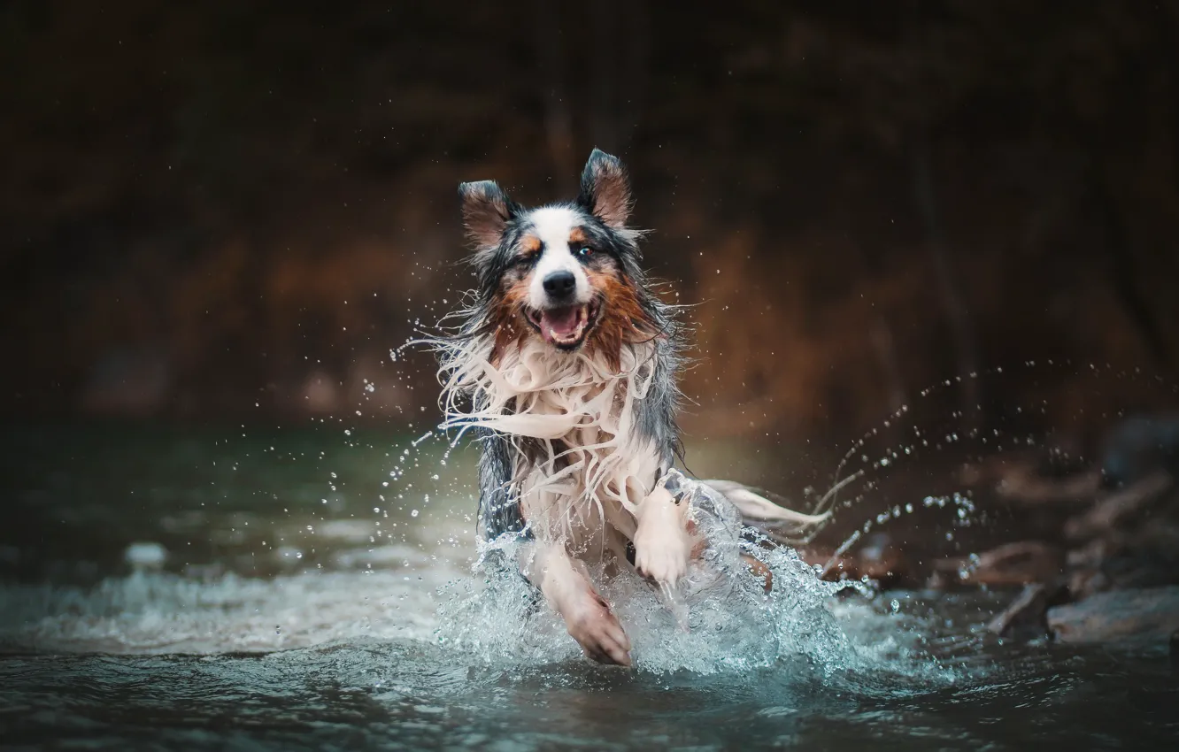 Photo wallpaper water, squirt, dog, running, Australian shepherd, Aussie