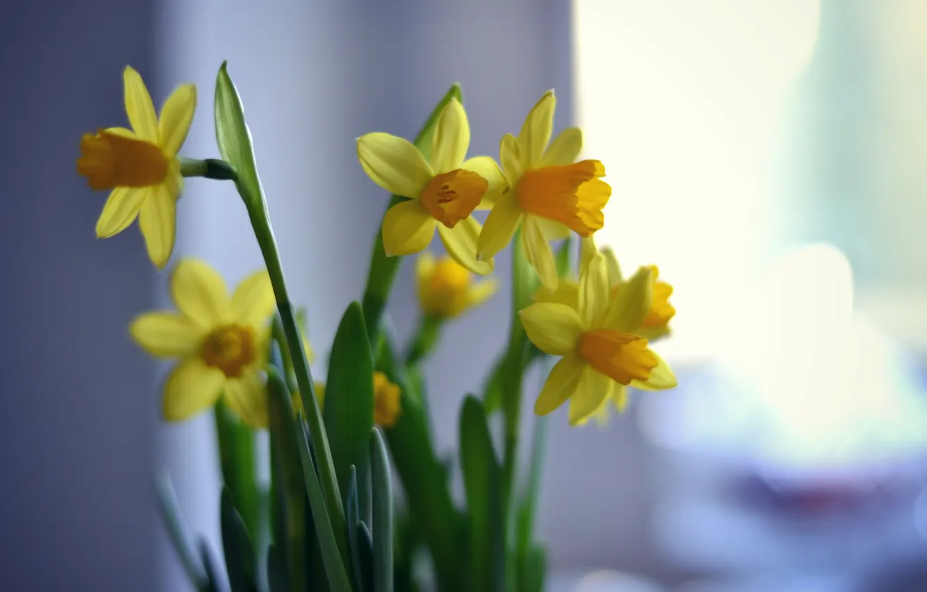 Photo wallpaper flowers, background, the Narciso