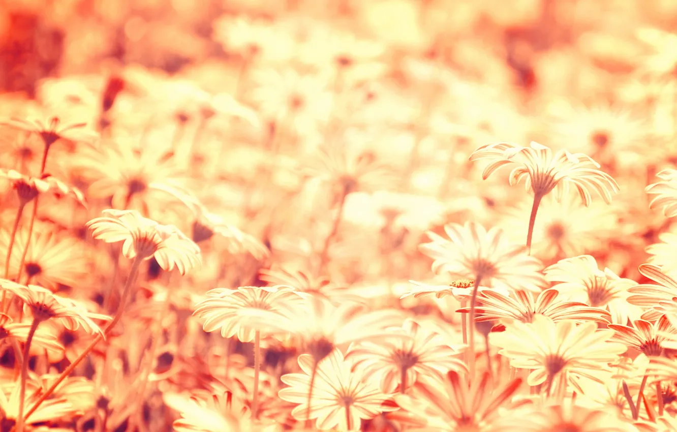 Photo wallpaper summer, flowers, nature