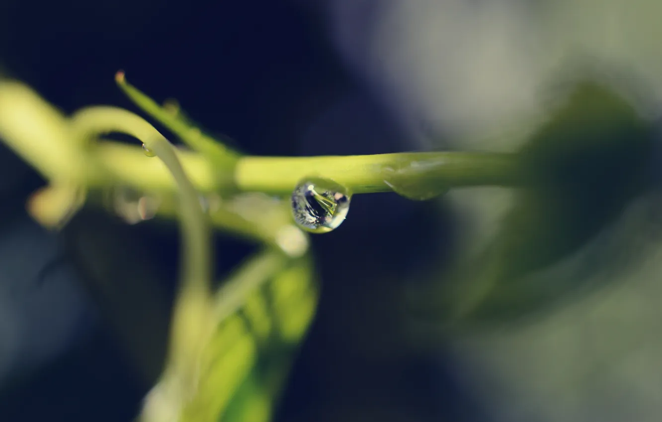 Photo wallpaper leaves, drops, macro, branches, droplets, the bushes