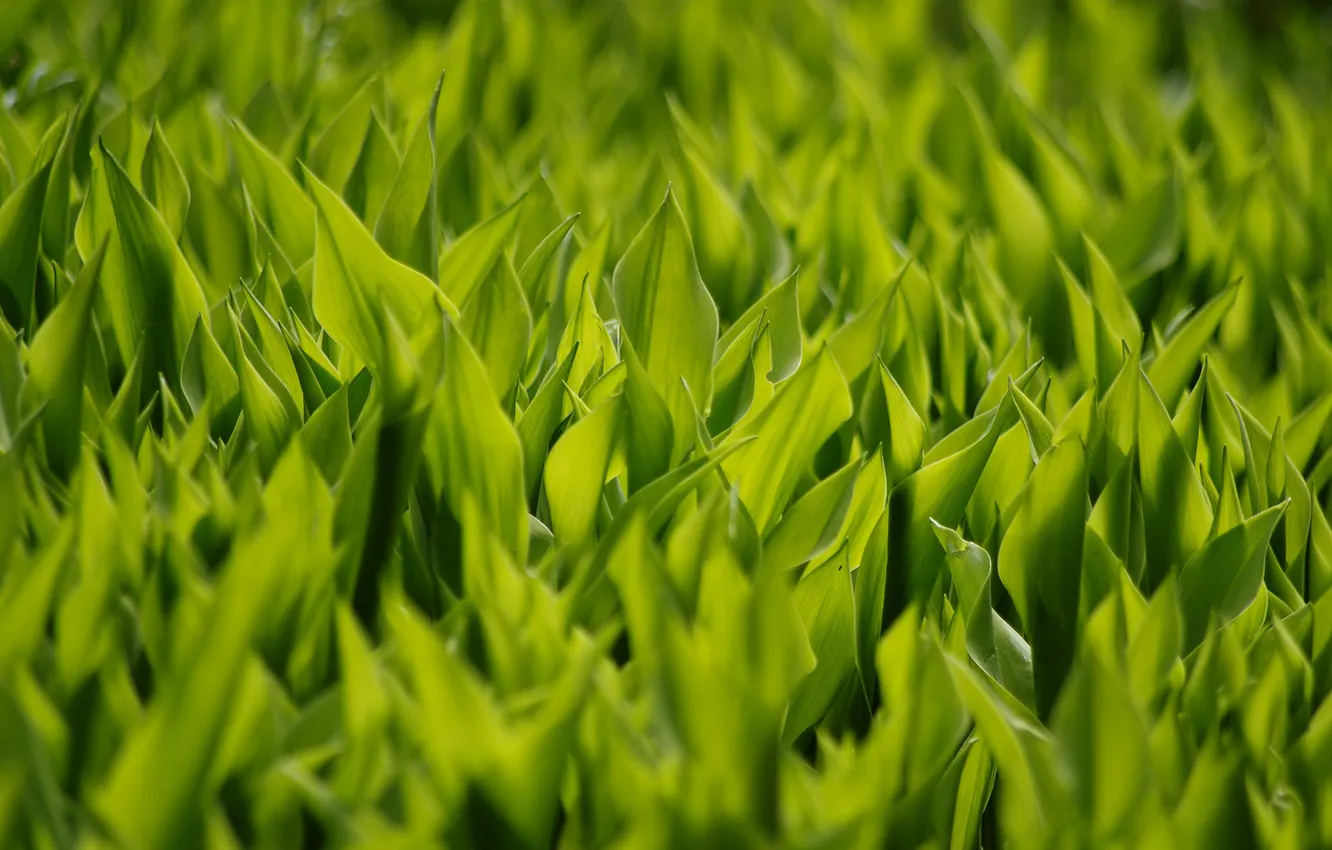 Photo wallpaper greens, grass, leaves