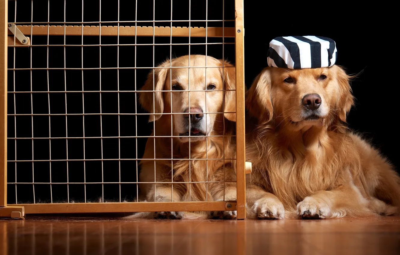 Photo wallpaper humor, cell, Retriever, prisoner