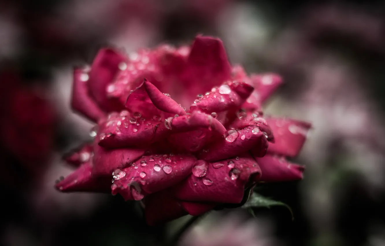 Photo wallpaper drops, macro, rose, petals