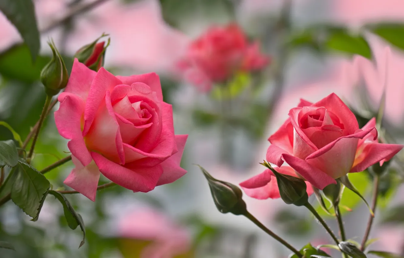 Photo wallpaper roses, pink, buds