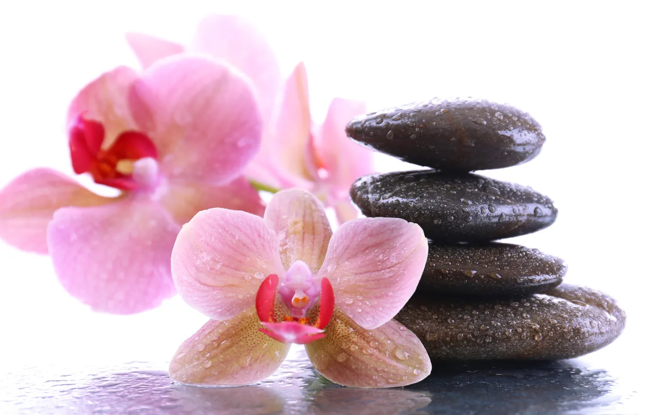 Photo wallpaper flowers, droplets, Orchid, Spa stones