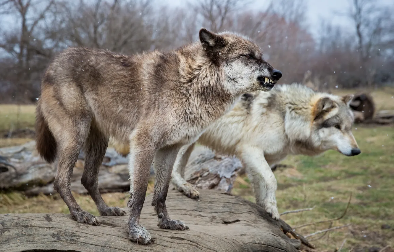 Photo wallpaper snow, pose, wolf, predator, pair, fangs, grin, profile