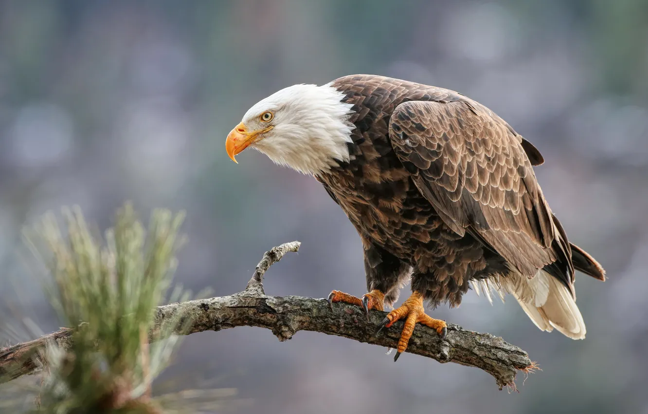 Photo wallpaper branches, background, pine, bokeh, bald eagle, bird, bitches, eagle