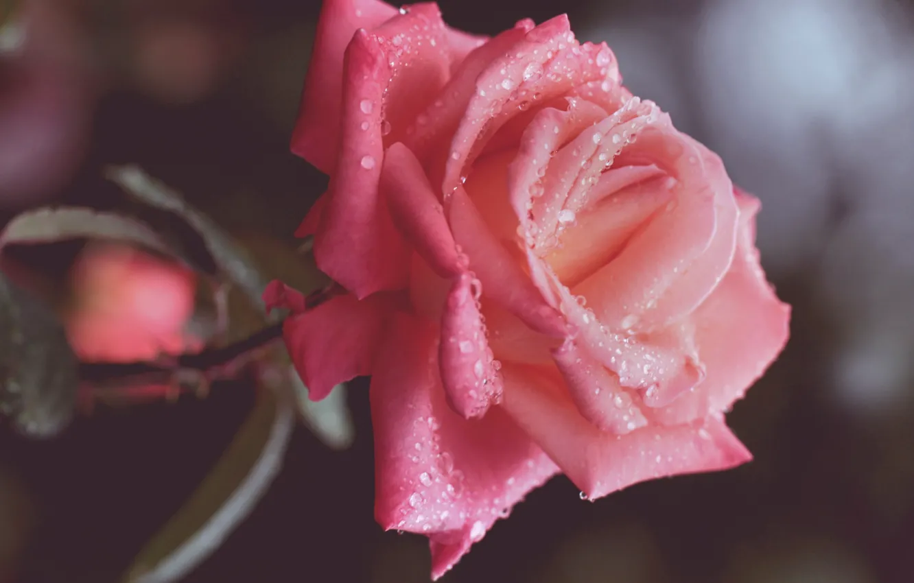 Photo wallpaper flower, drops, macro, pink, rose, petals