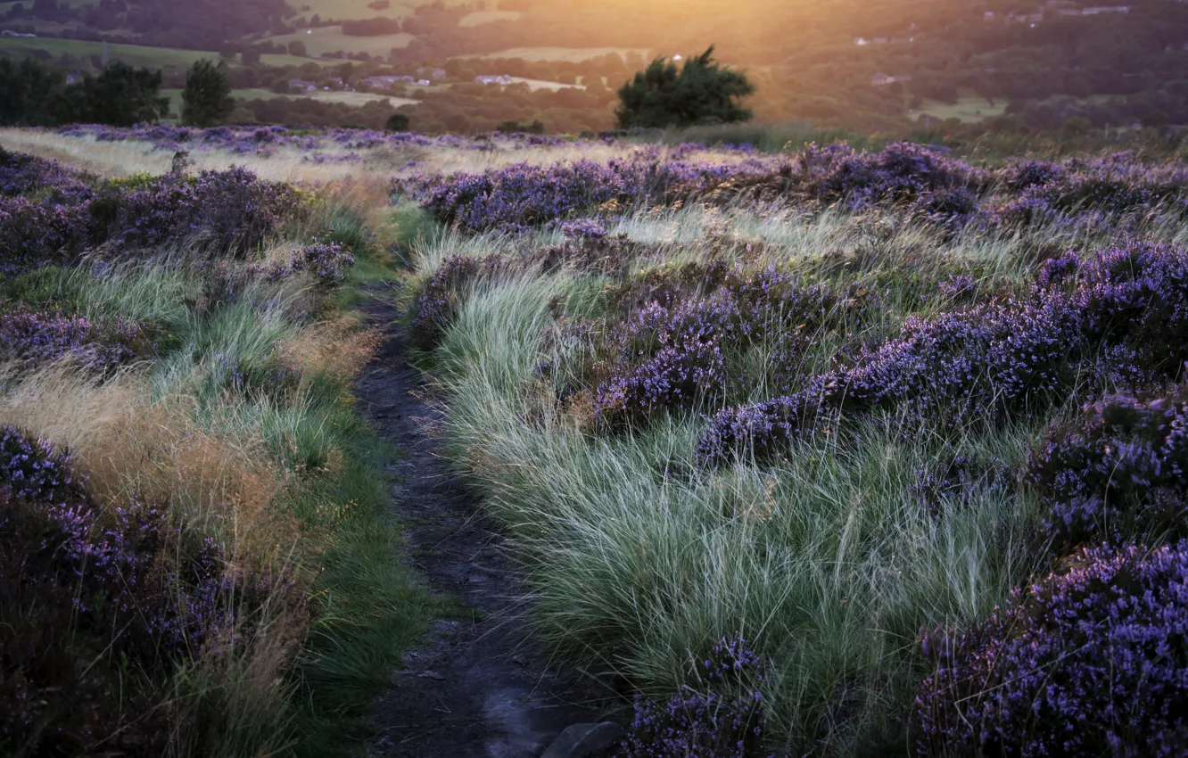 Photo wallpaper grass, trees, flowers, sun, trail, lavender