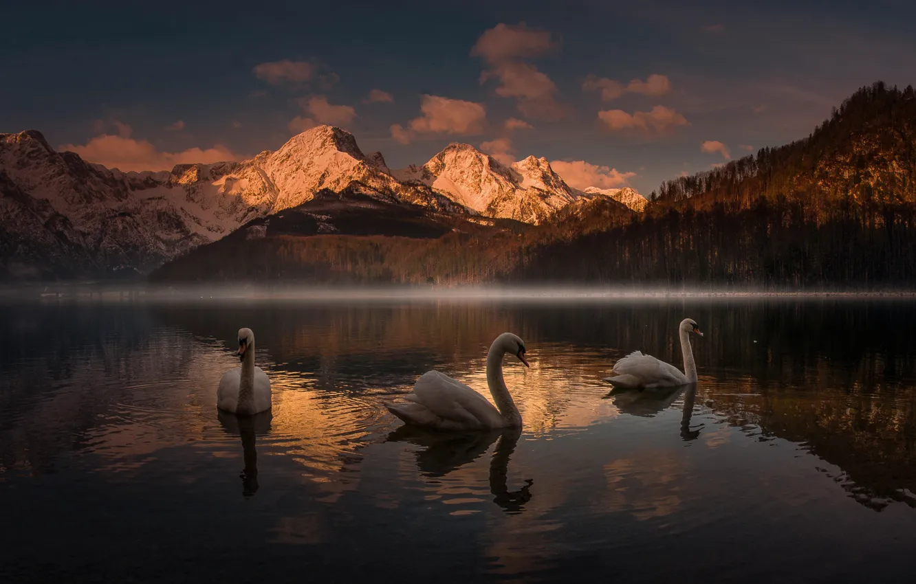 Photo wallpaper sunset, mountains, lake, swans, Friedrich Beren