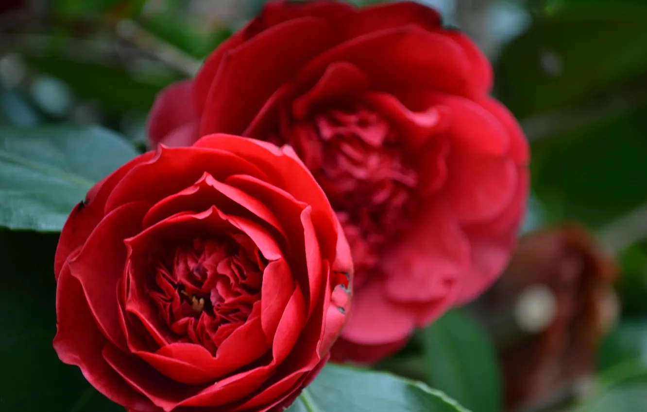 Photo wallpaper bushes, Camellia, flowers red