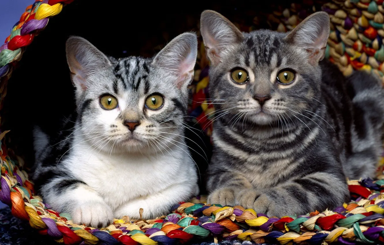 Photo wallpaper cat, lies, a couple, each other, sideways