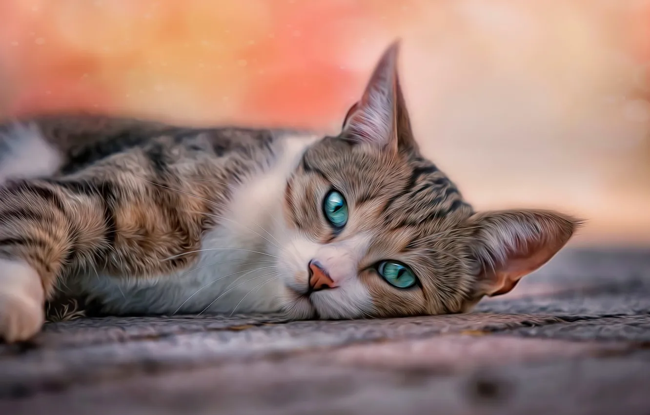 Photo wallpaper cat, eyes, cat, background, treatment, blur, lies, Mat