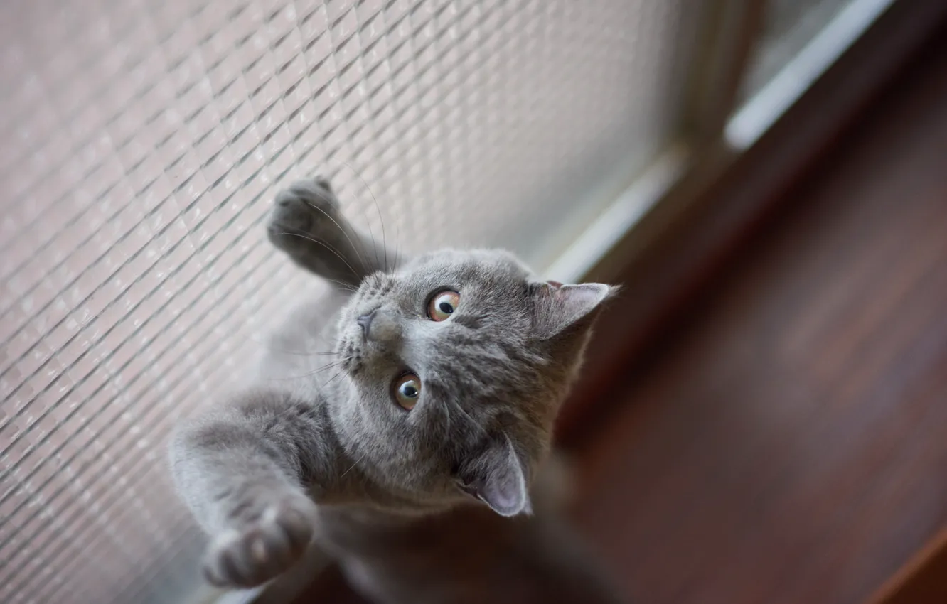 Photo wallpaper cat, cat, grey