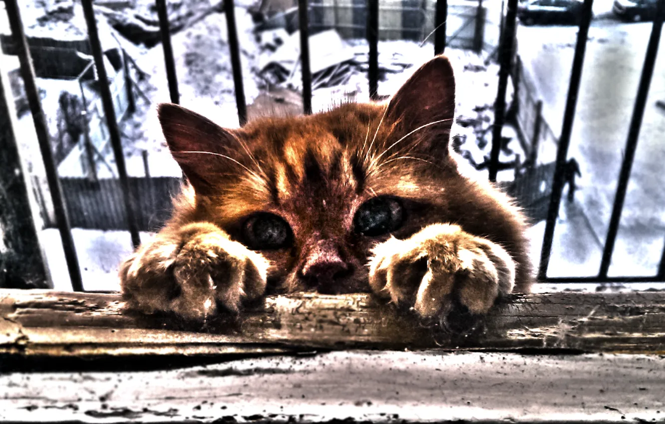 Photo wallpaper cold, winter, eyes, cat, paws