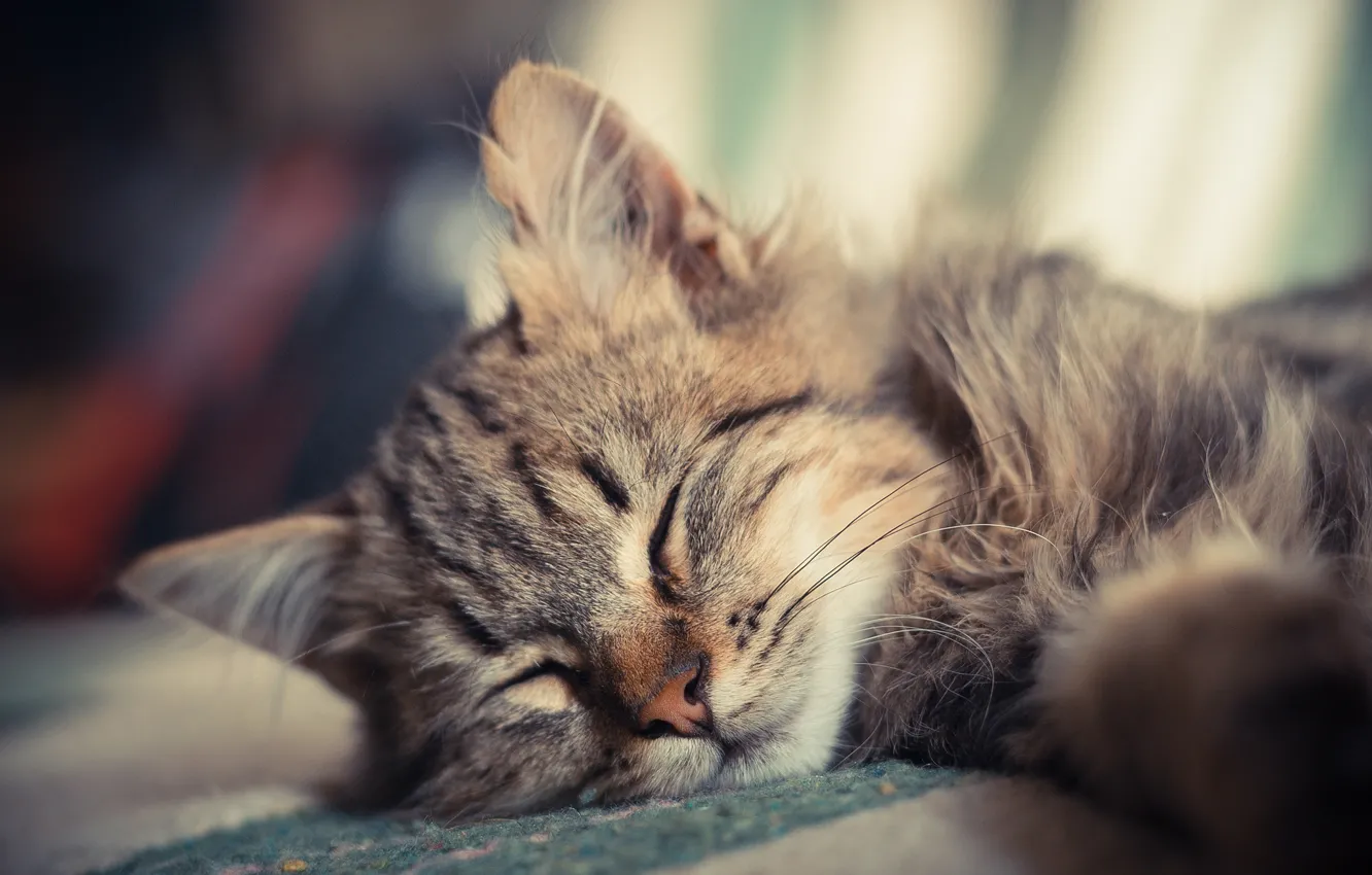 Photo wallpaper fluffy, small, sleeping, kitty, Kote