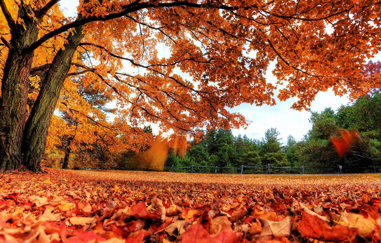 Photo wallpaper autumn, forest, leaves, trees, branches, yellow, glade, foliage