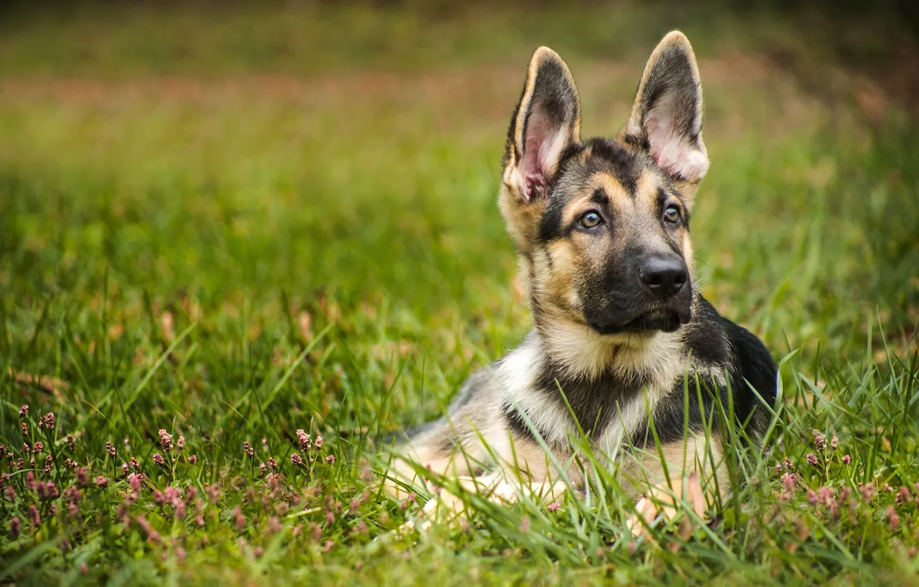 Photo wallpaper dog, puppy, ears, shepherd