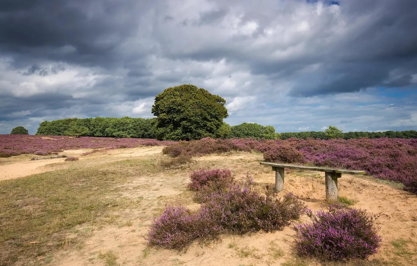 Photo wallpaper field, landscape, bench