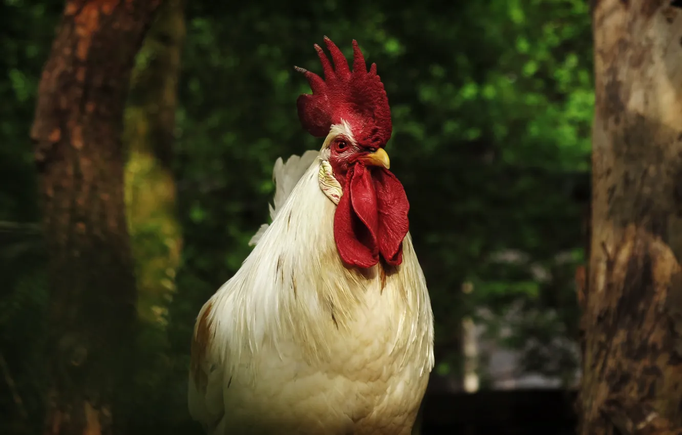Photo wallpaper white, the dark background, bird, cock