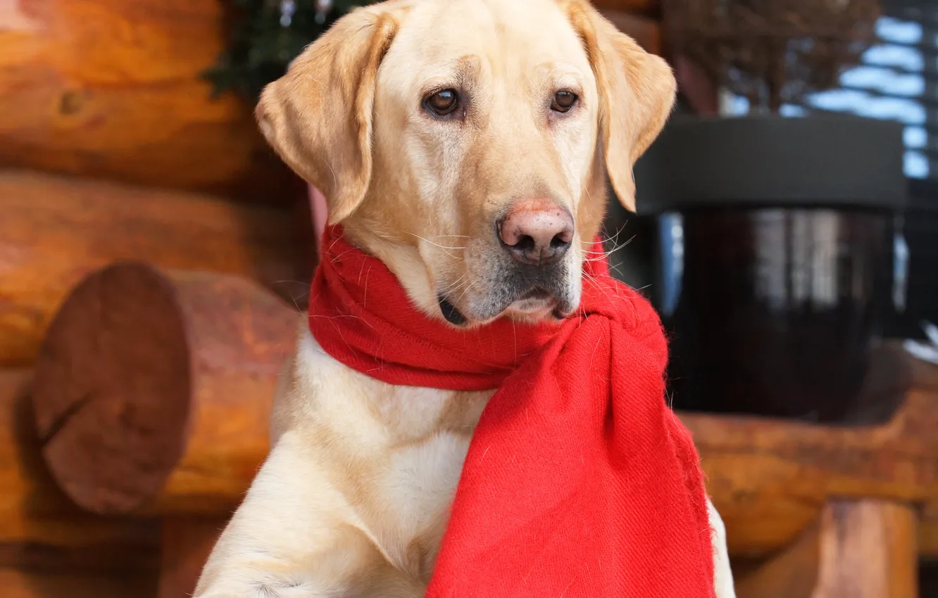 Photo wallpaper scarf, Retriever, dogs, retriever