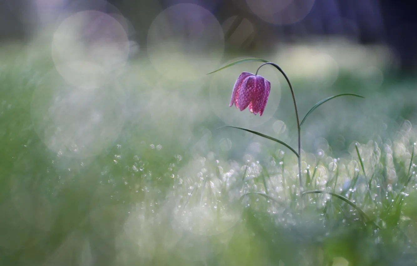 Photo wallpaper flowers, glade, spring, Grouse chess, grouse