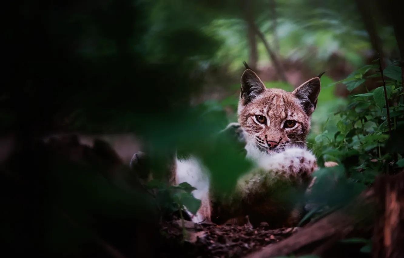 Photo wallpaper nature, foliage, lynx, face, the bushes, bokeh, Peeps, a small lynx