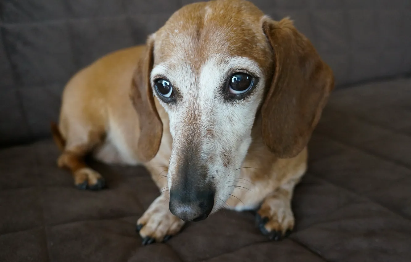 Photo wallpaper look, each, dog