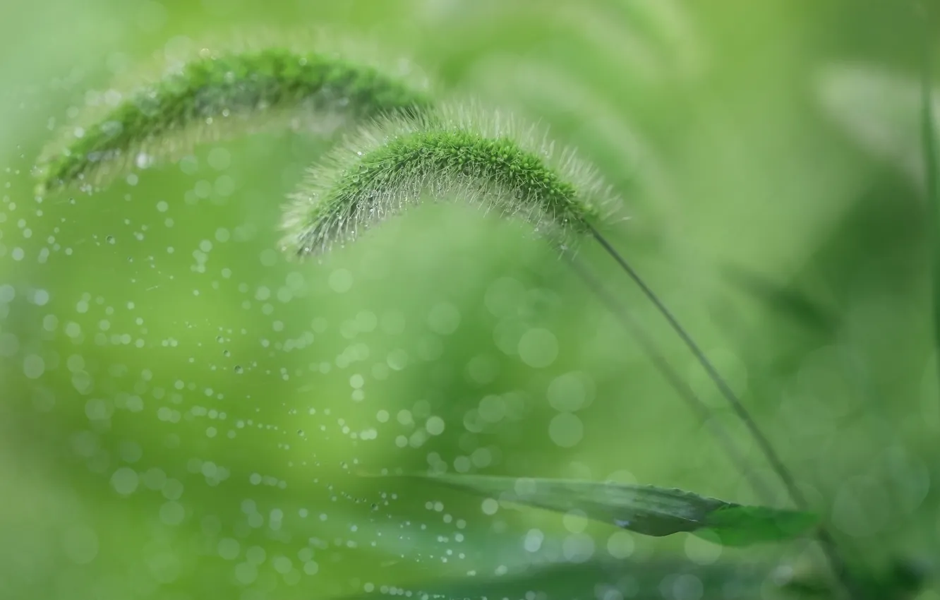 Photo wallpaper grass, macro, nature