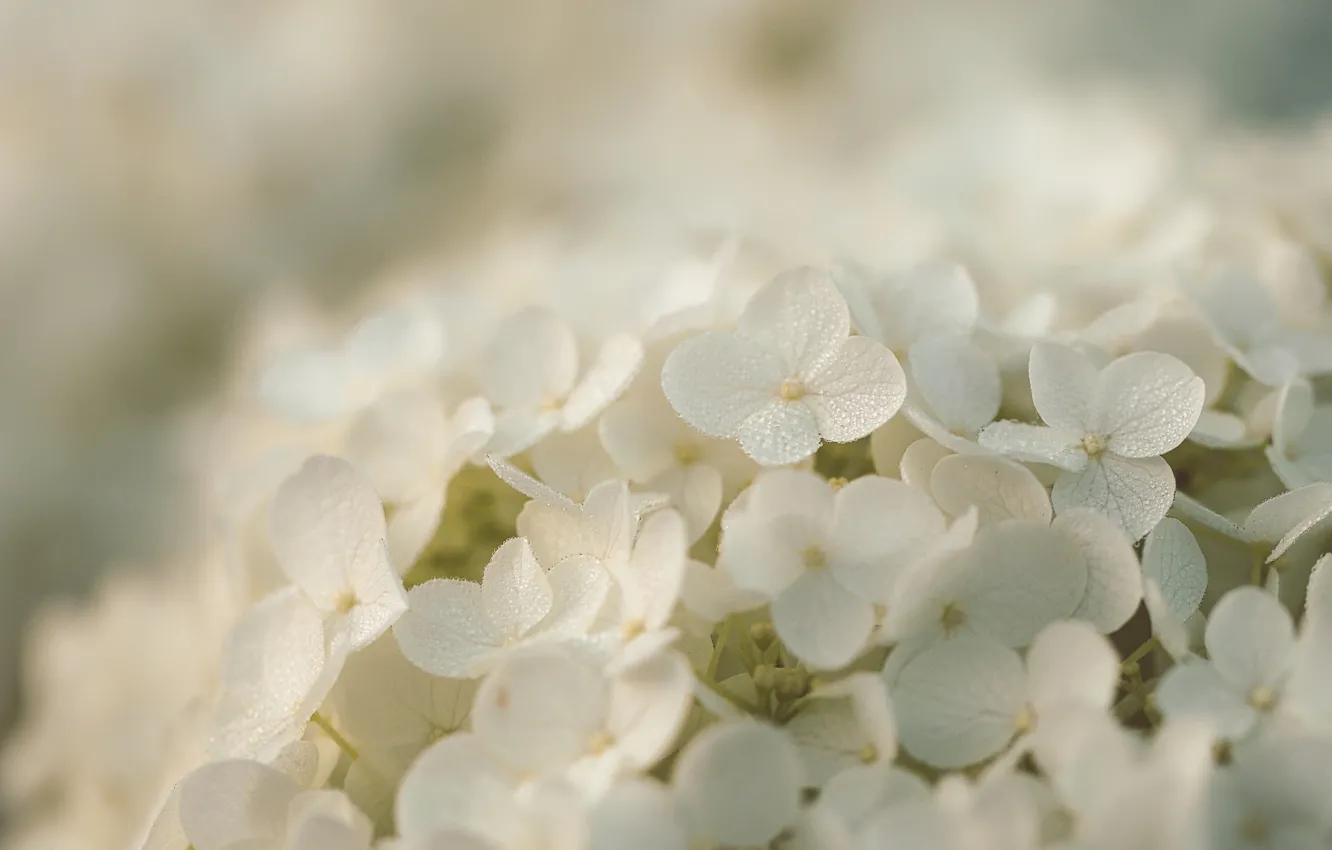 Photo wallpaper drops, flowers, background, white, hydrangea