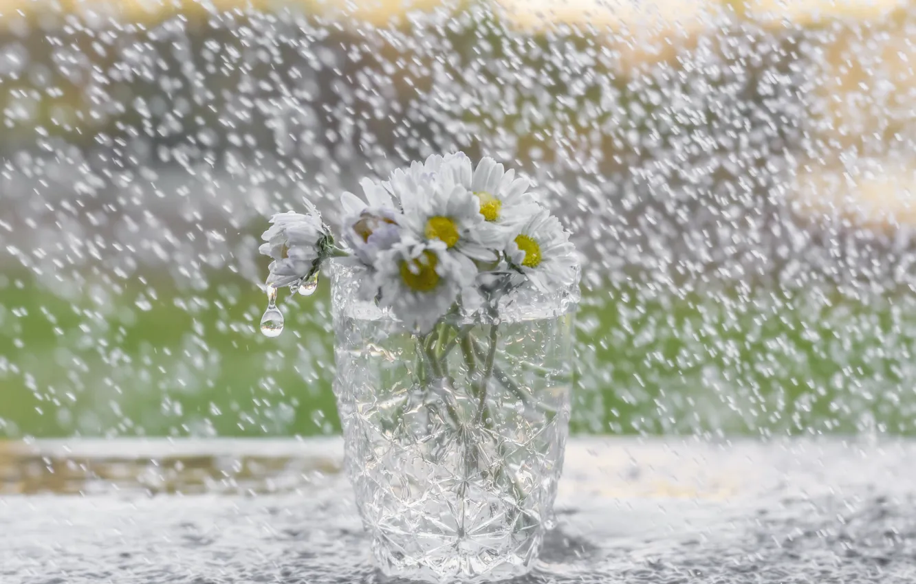 Photo wallpaper flowers, glass, rain