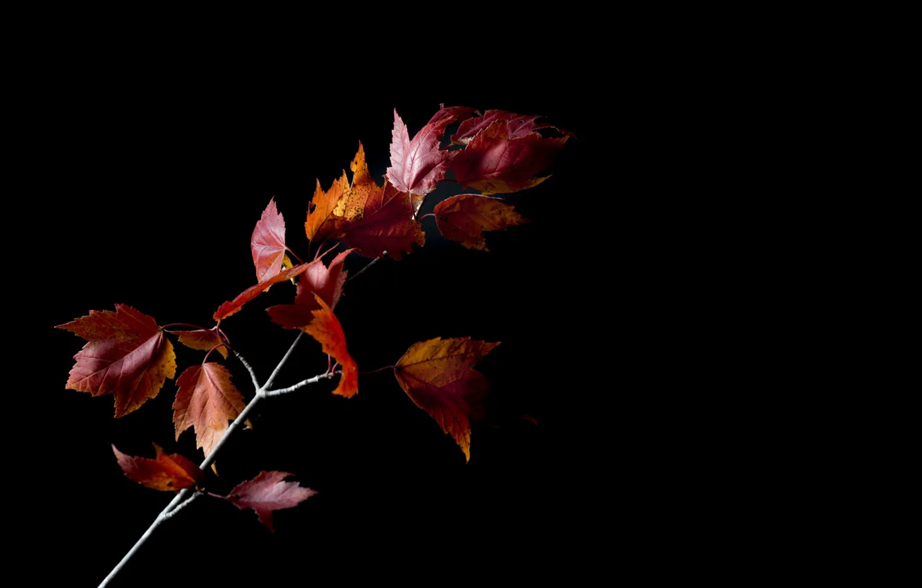 Photo wallpaper autumn, leaves, background, branch