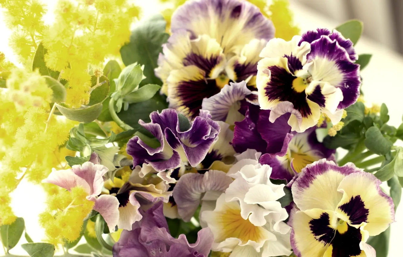 Photo wallpaper flowers, petals, Pansy, viola